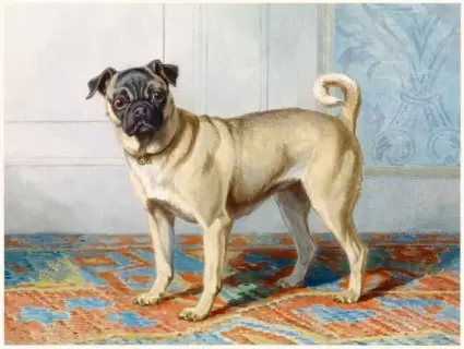 Perro
