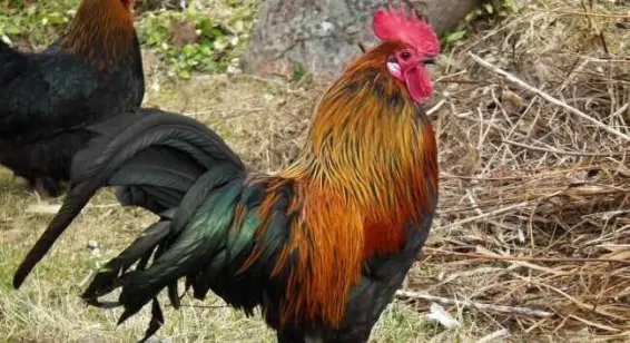 Gallo