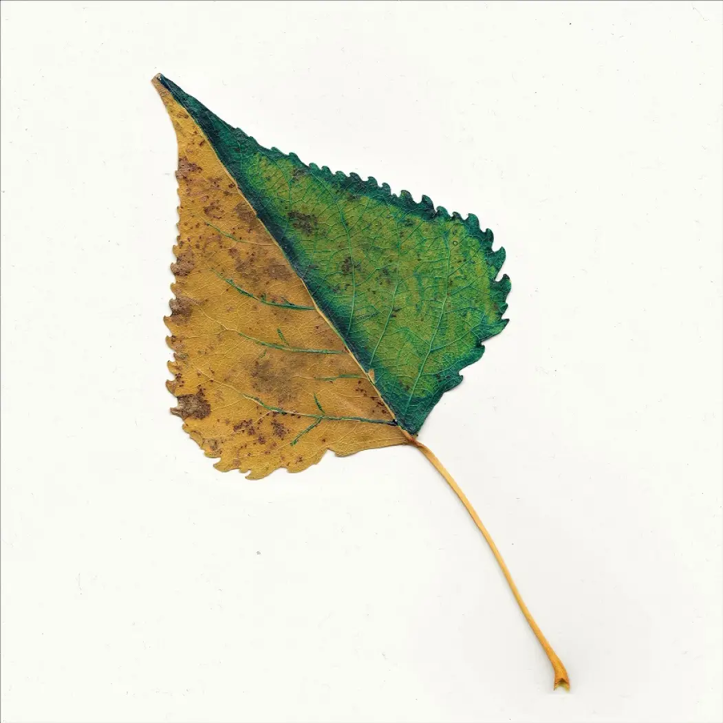 Wax Blockchain NFT leaves artwork