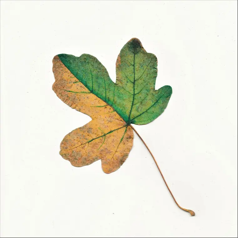 Wax Blockchain NFT leaves artwork