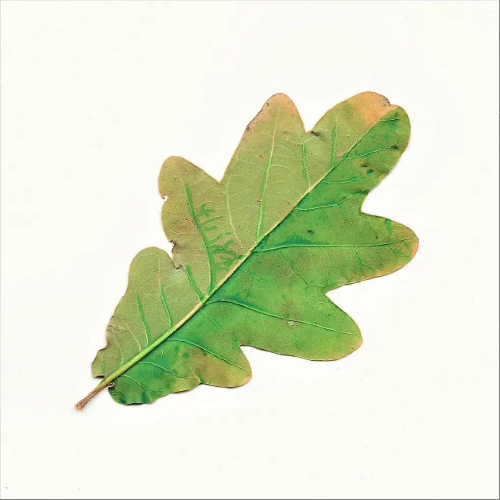Wax Blockchain NFT leaves artwork