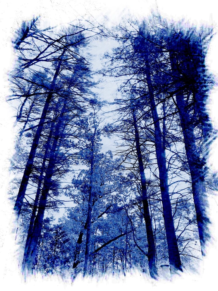 Blue Forest