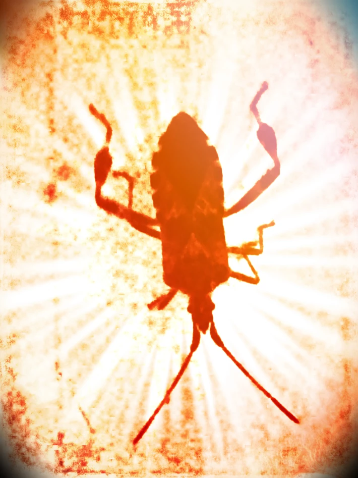 Bug