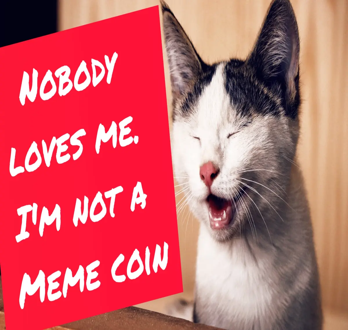 A cat is very angry because she isn't a meme coin after all