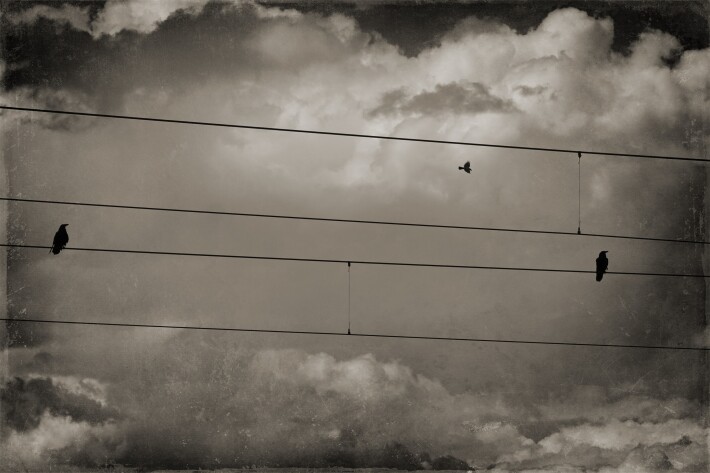 Birds on a wire