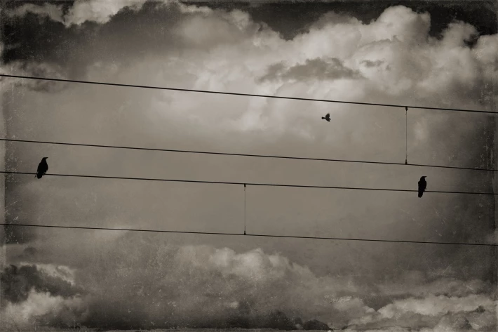 Birds on a wire