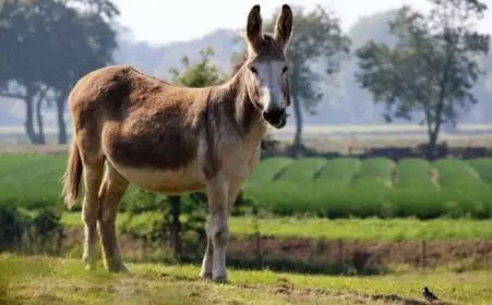 Burro