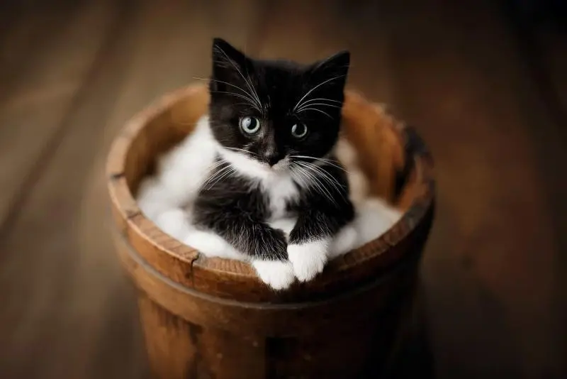 I R CUTE!