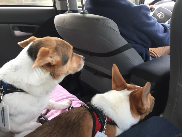 In the Prius we go....
