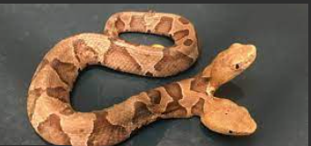 two-headed.snake