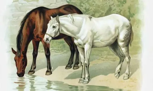 Caballo