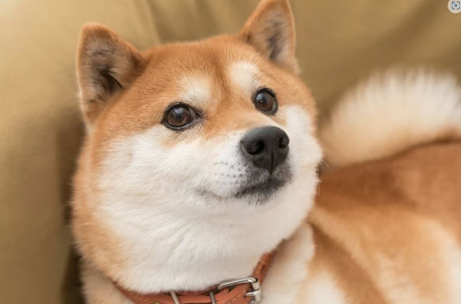 will dogecoin reach $1
