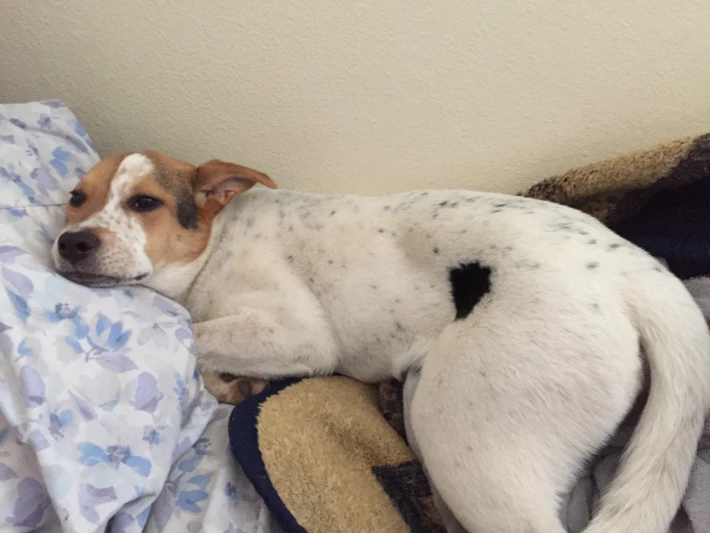 Oreo on my pillows and blankets