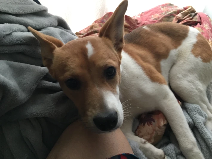 Coco resting on my knee