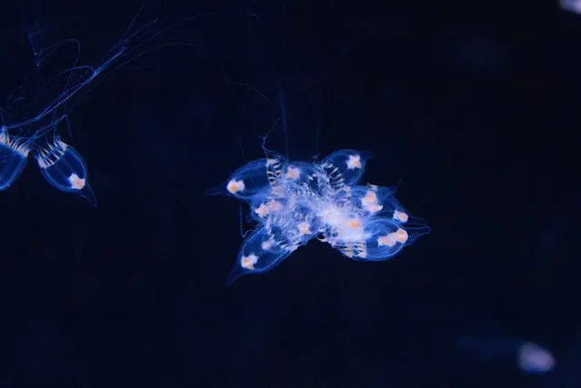 2e68b92a5e0ff9c907da732631fd554de25ab828324c1f9ddaae93f358646a0a.jpg