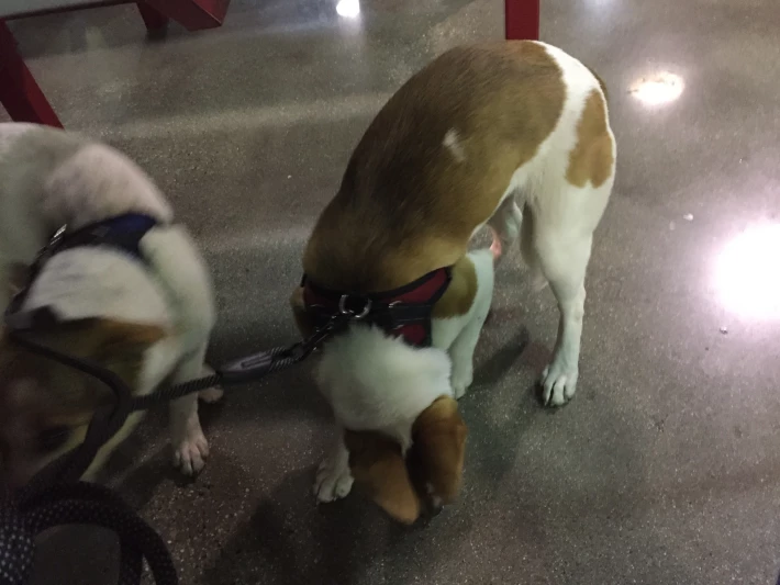 Puppies playing under the outdoor table