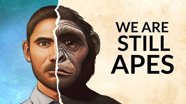 Humans (Homo sapiens) or modern humans are the most common and widespread species of primate, and the last surviving species of the genus Homo. They are one of the five great apes characterized by their hairlessness, bipedalism, and high intelligence.