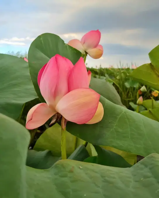 Lotus Valley