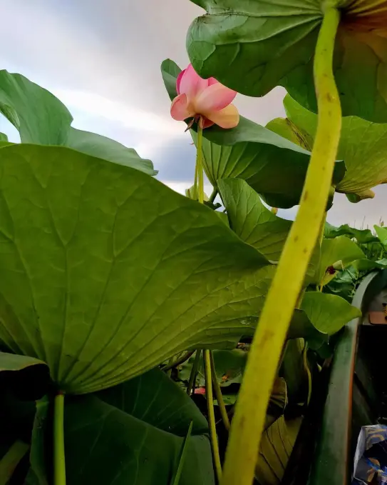 Lotus Valley