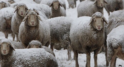 weak-willed and submissive herd