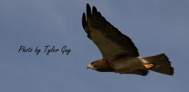 Soaring Hawk