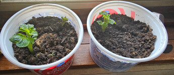 Potato sprouts