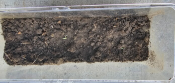 Tomatoes 1