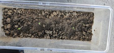 Tomatoes 2
