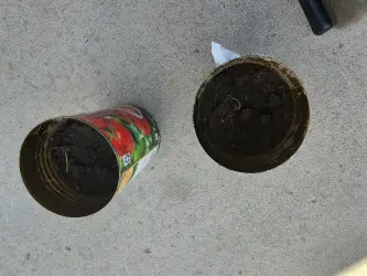 Tomatoes 3