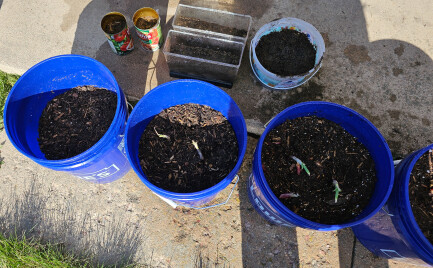 Bucket Garden 1