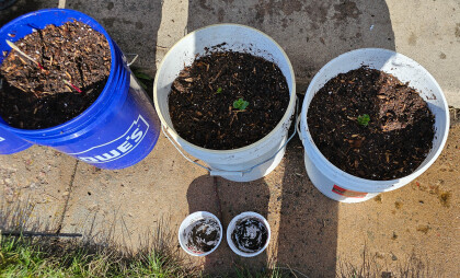 Bucket Garden 2
