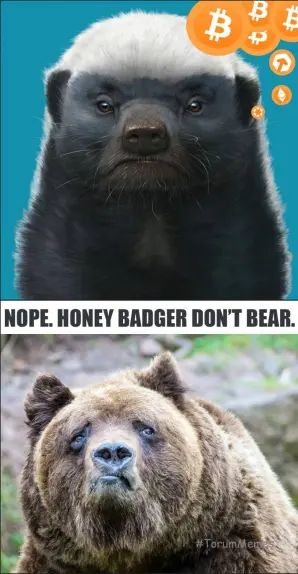 Honey badger