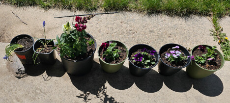 Mother's Day Flowers