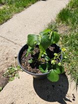 strawberry plant