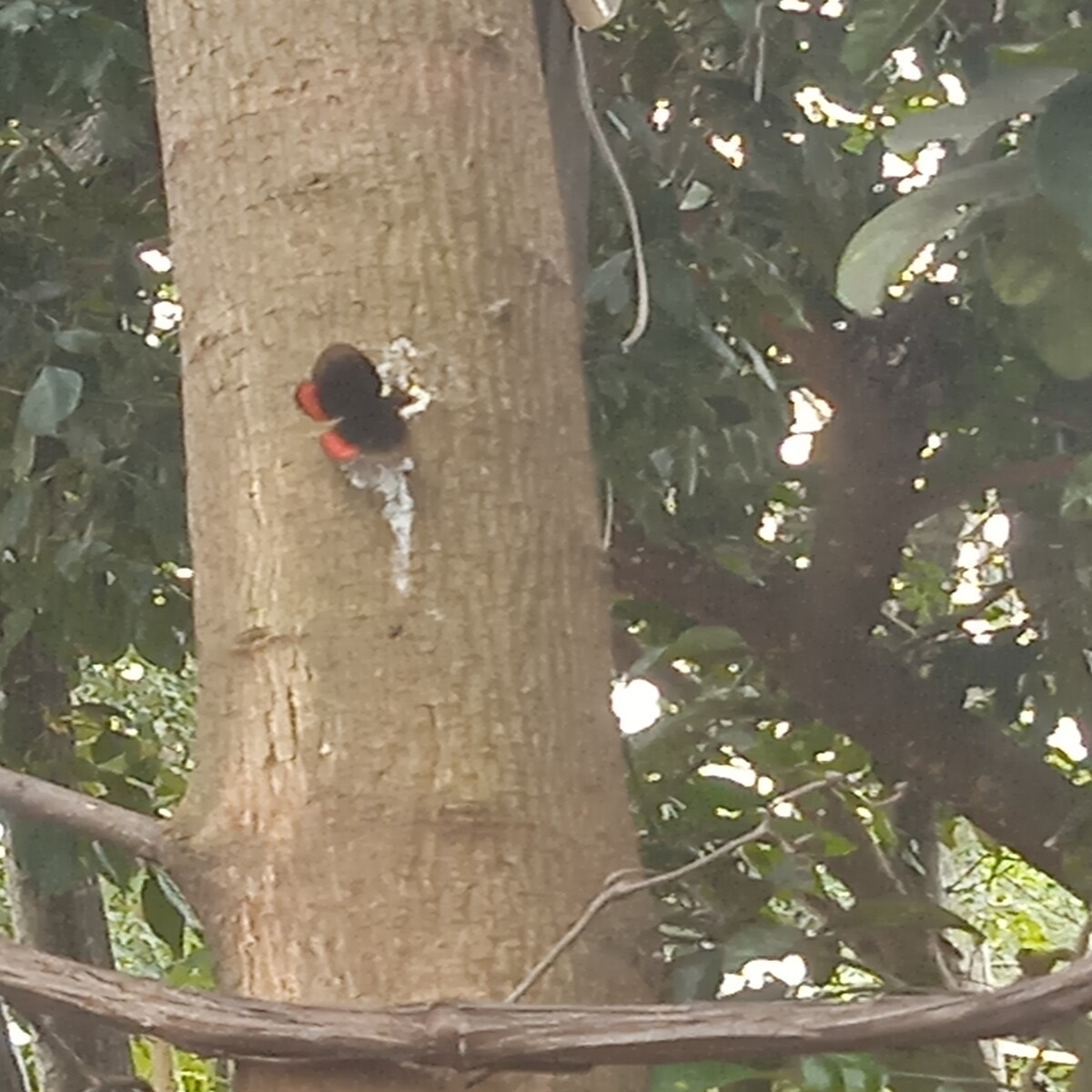 Mariposa posada en un árbol