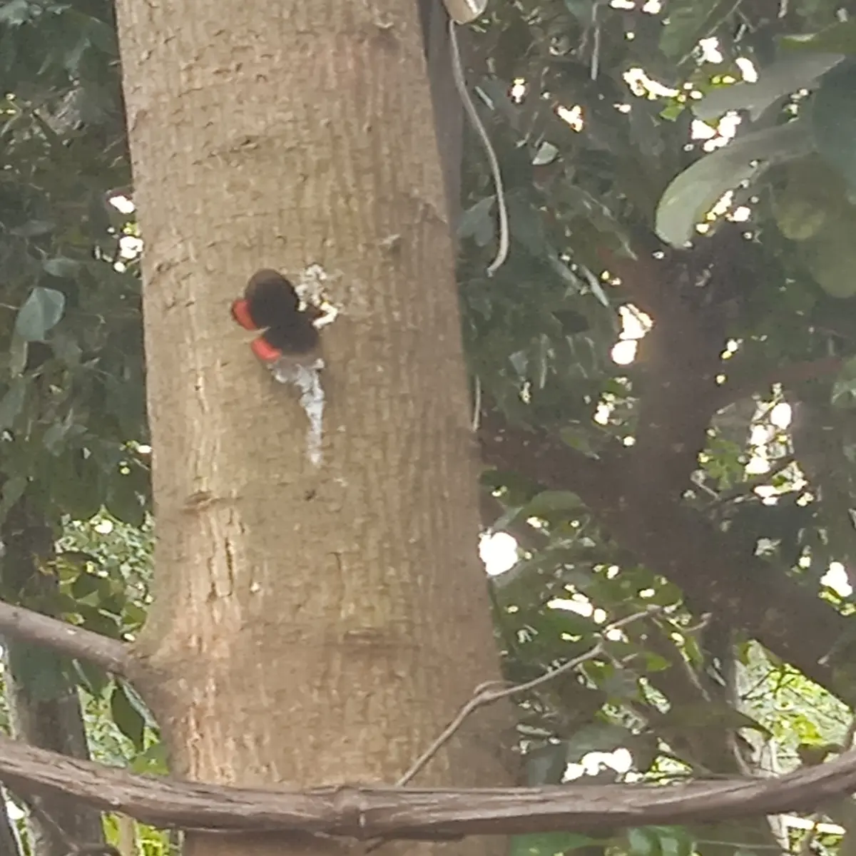 Mariposa posada en un árbol