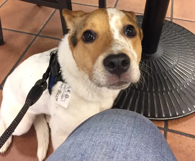 Oreo under the Stabucks cafe table in Barnes and Noble