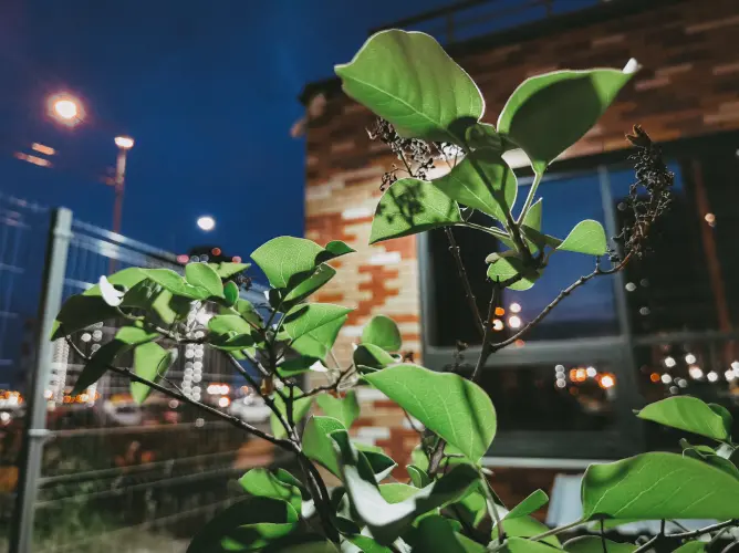 night photography