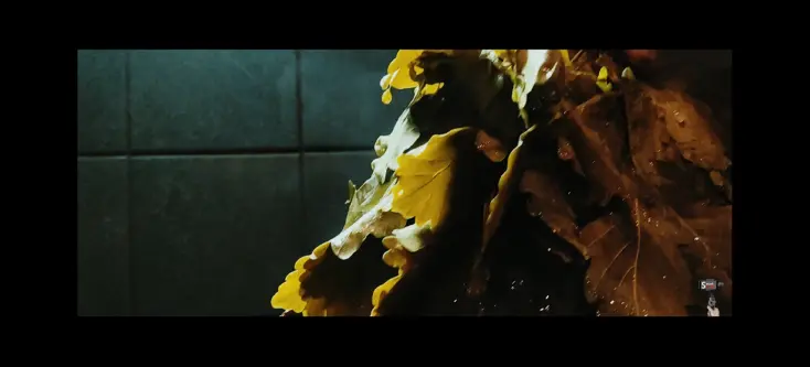 smartphone photography