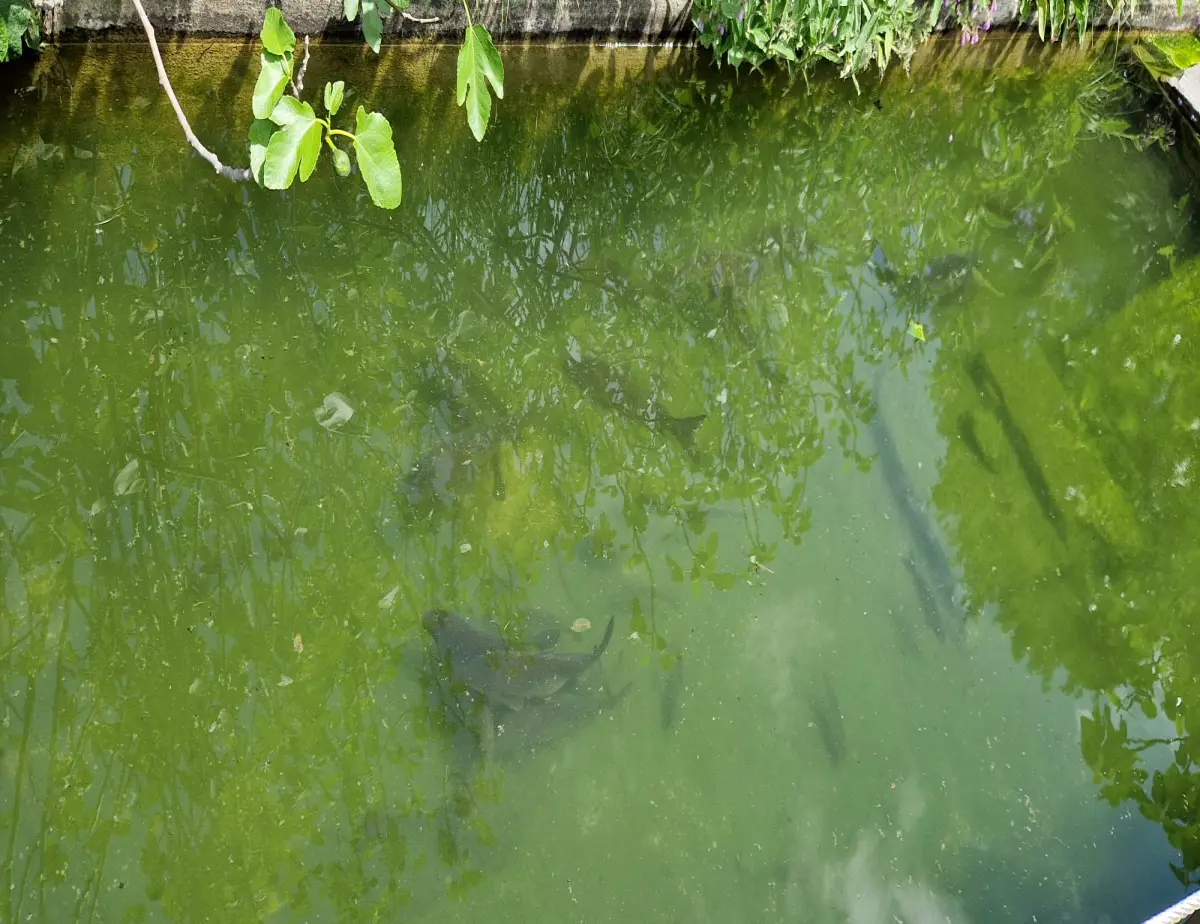 Fish pond
