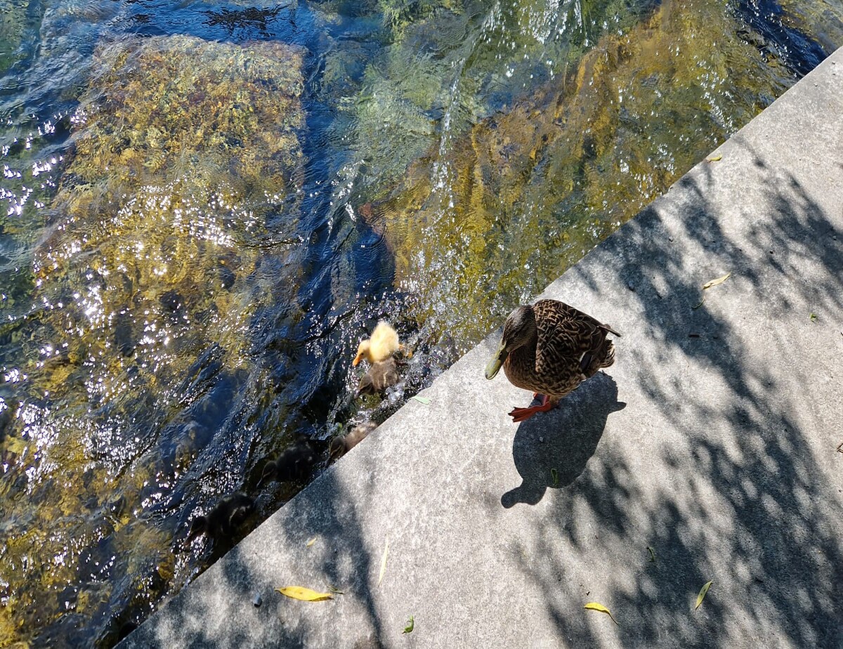 duckling learning to swim