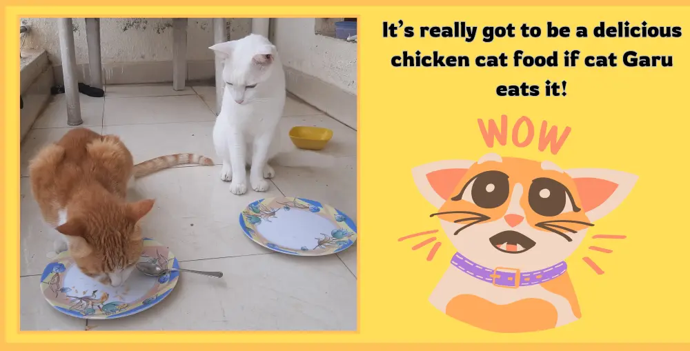 cats pets meme