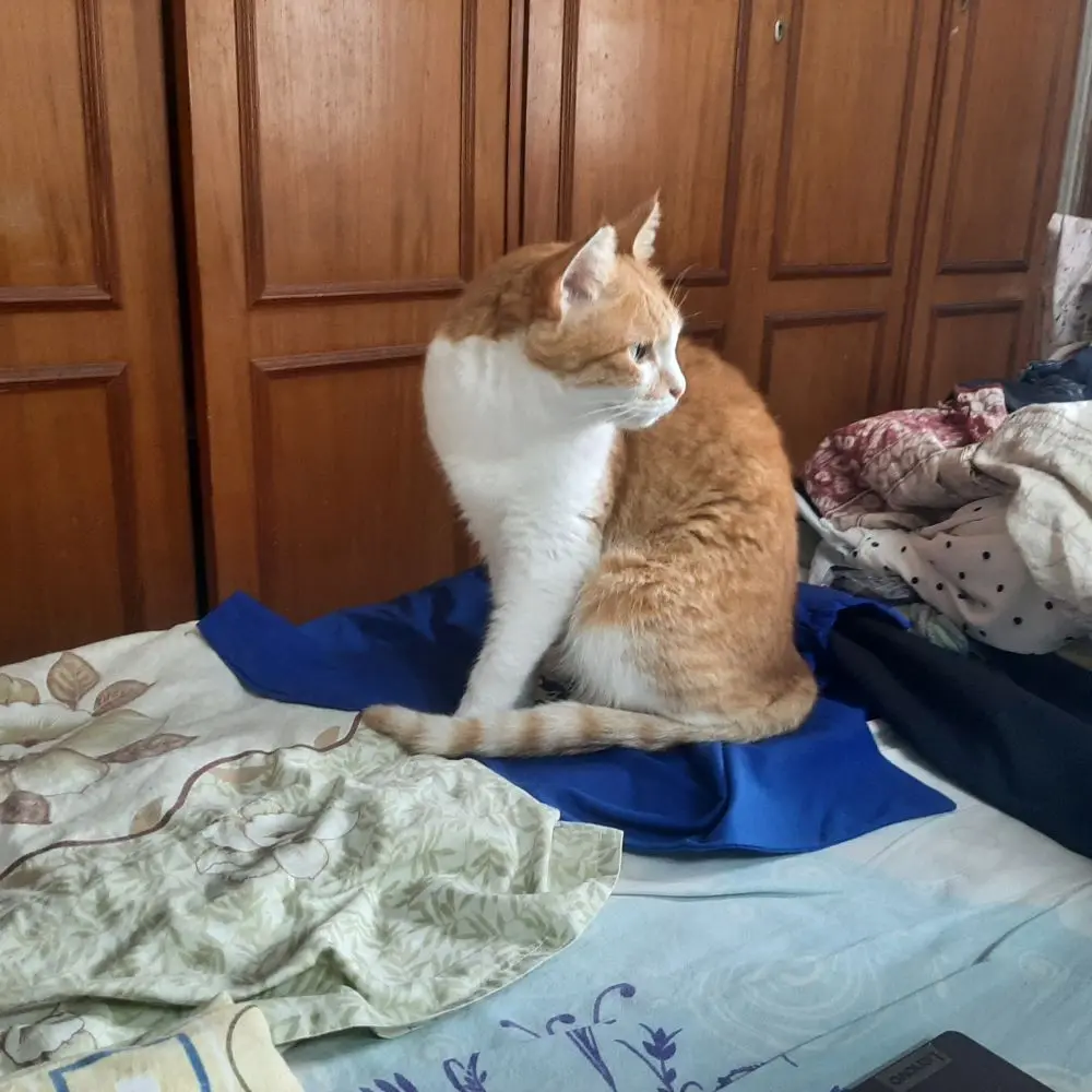 cat