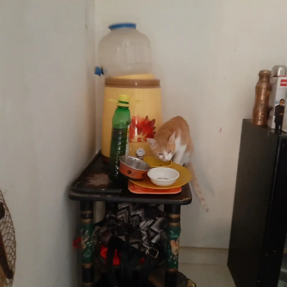 cat pet life