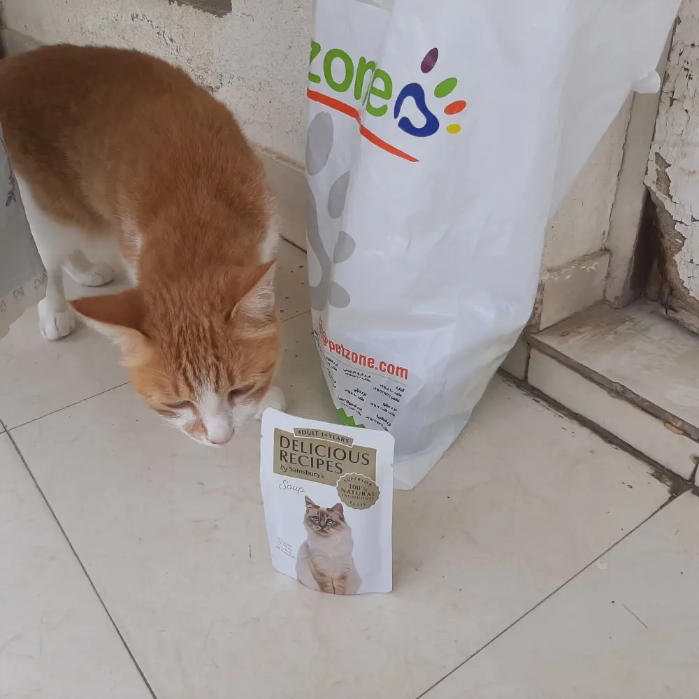 cats pets