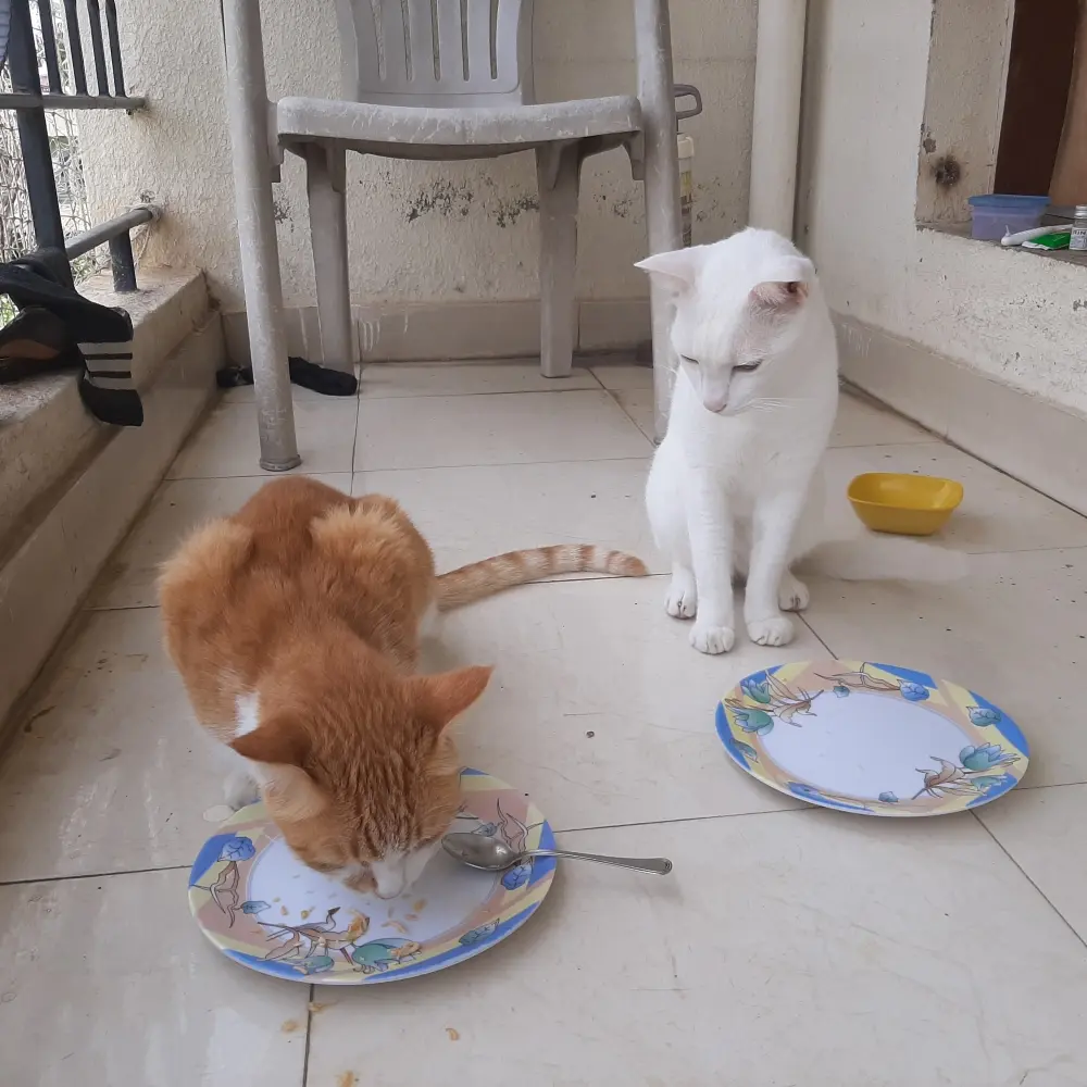 cats pets