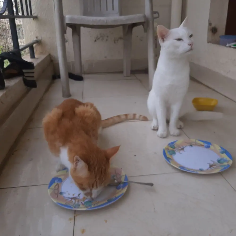 cats food