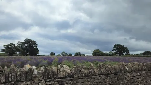 Lavender field