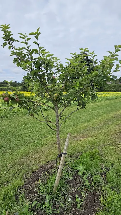 Apple tree