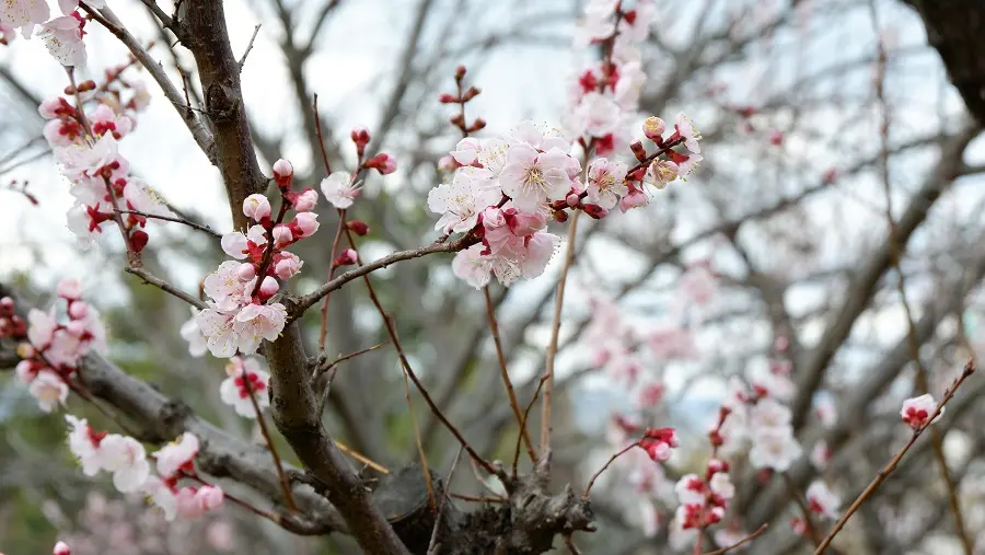 ume2